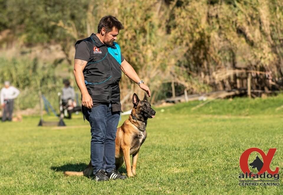 Alfadog - Centro Canino imagem 203