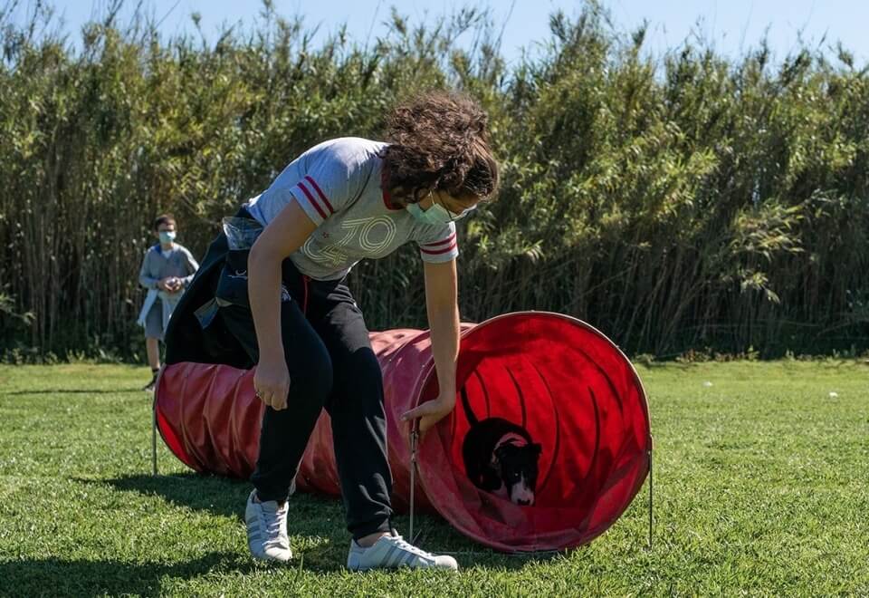Alfadog - Centro Canino imagem 201