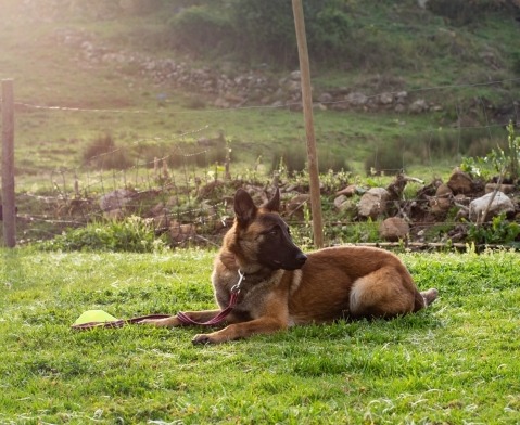 Alfadog - Centro Canino imagem 95