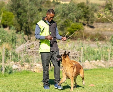 Alfadog - Centro Canino imagem 97