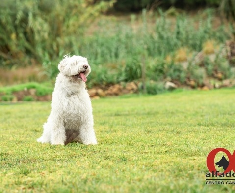 Alfadog - Centro Canino imagem 239