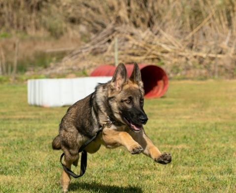 Alfadog - Centro Canino imagem 241