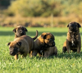 Alfadog - Centro CaninoCriação de Cães