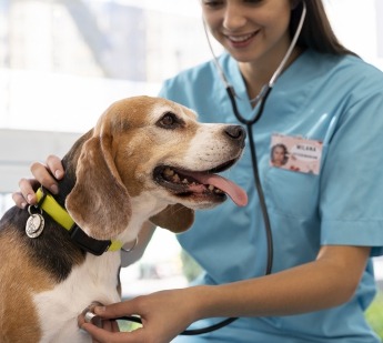 Alfadog - Centro CaninoVeterinário