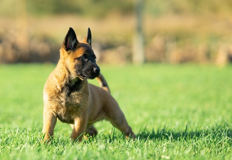 Alfadog - Centro Canino imagem 196