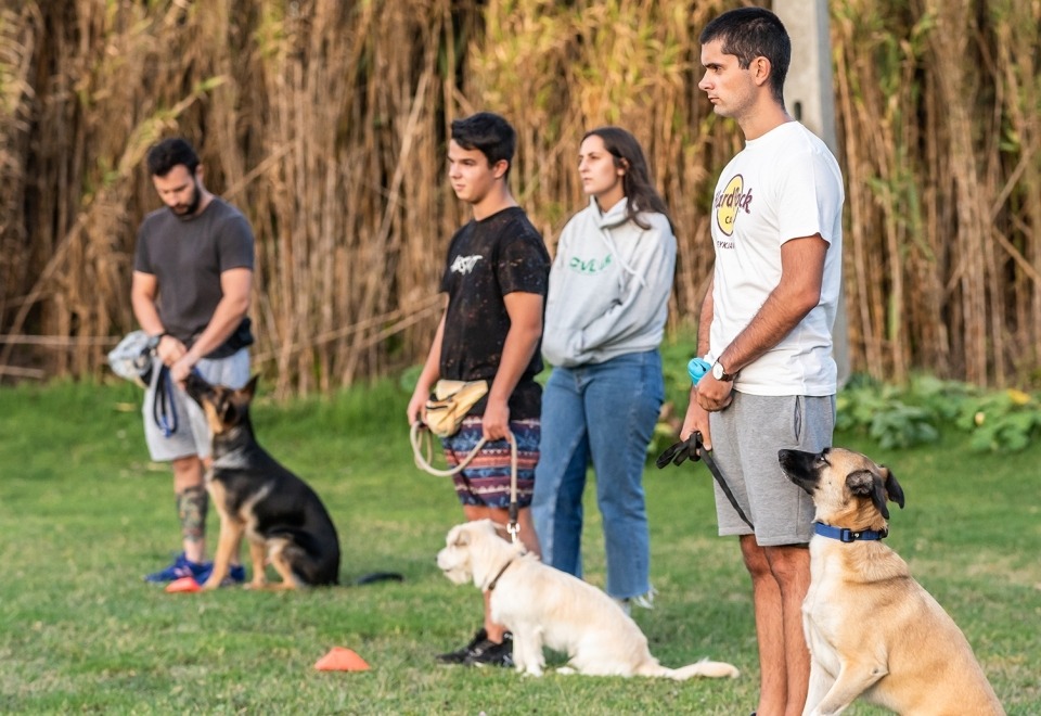 Alfadog - Centro Canino imagem 177