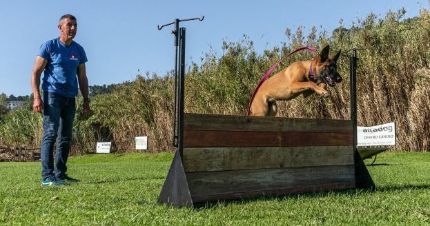 Alfadog - Centro Canino imagem 224