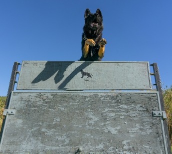 Alfadog - Centro CaninoTreino Canino