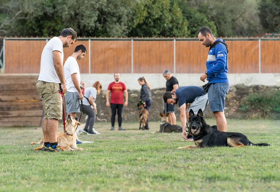 Alfadog - Centro Canino imagem 153