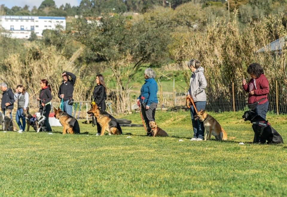 Alfadog - Centro Canino imagem 266
