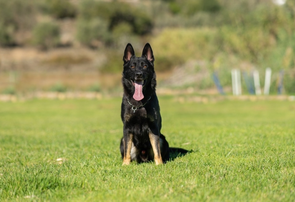 Alfadog - Centro Canino imagem 260